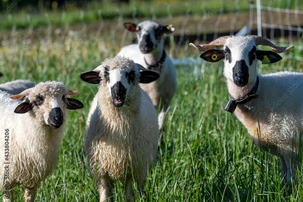 Moutons de race Hampshire dans un pré au printemps