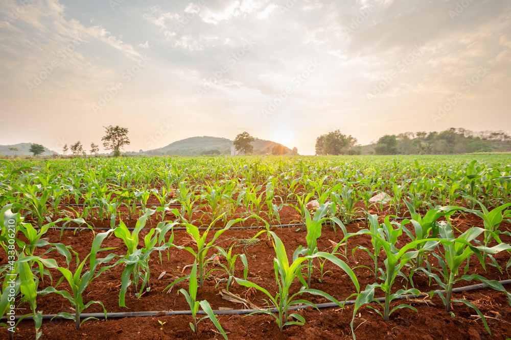 Young corn field with water drip system at sunset