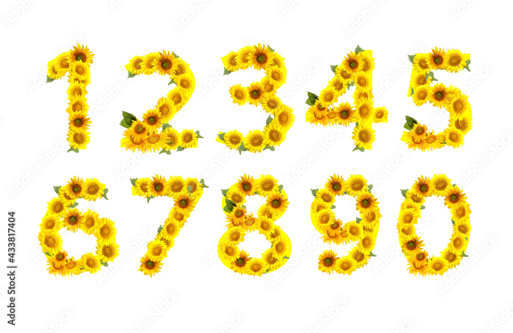 Numbers made of beautiful sunflowers on white background