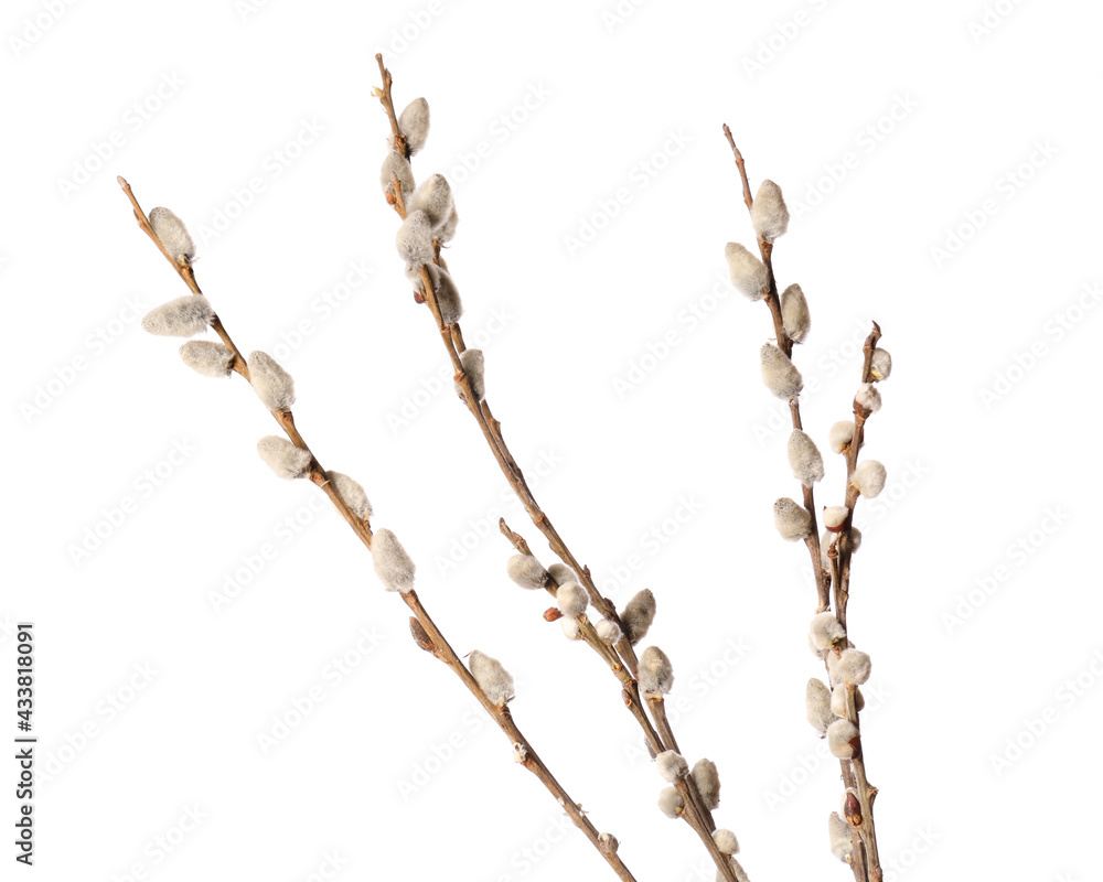 Willow branches on white background