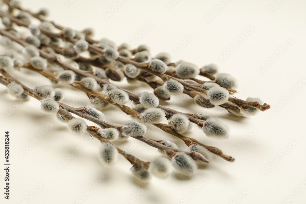 Willow branches on light background