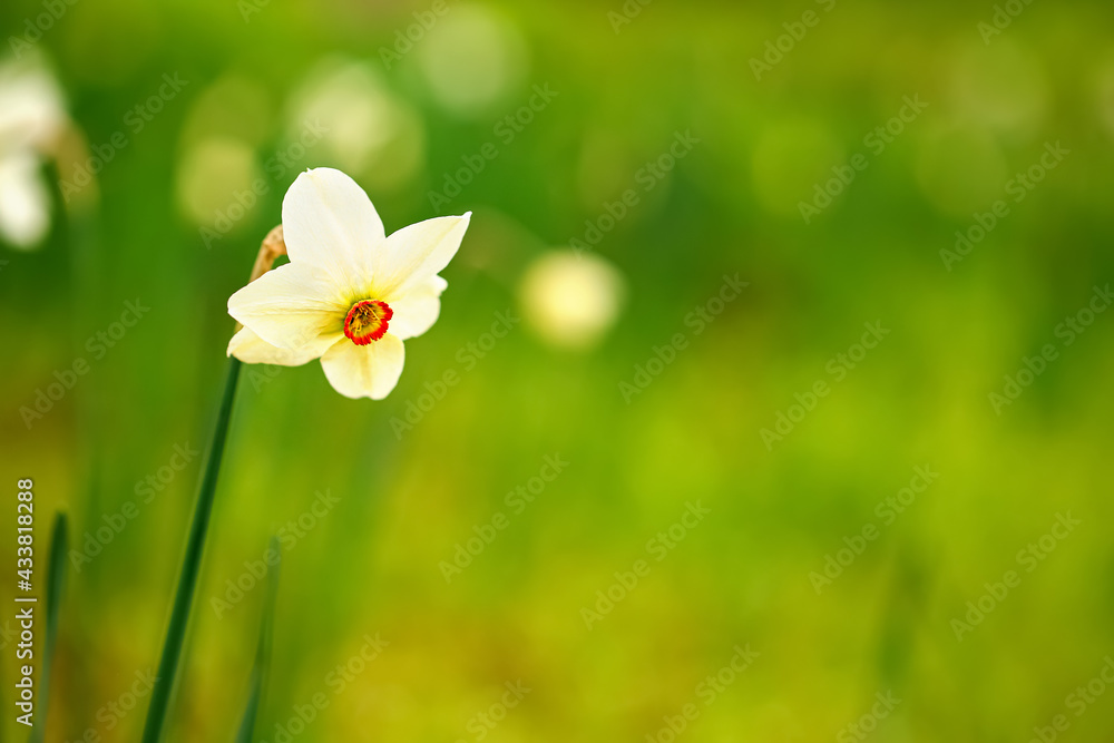 花园里美丽的水仙花，特写