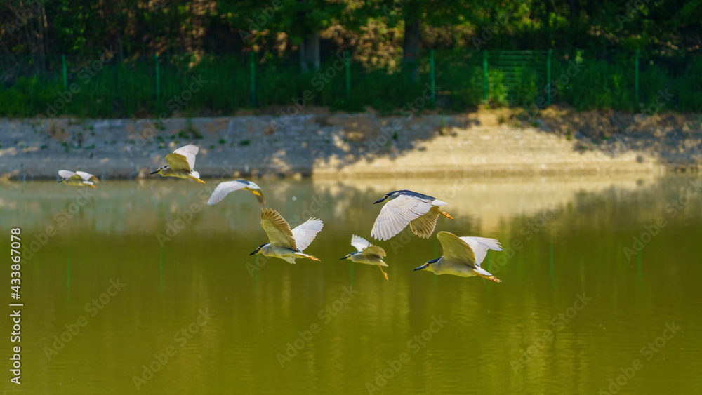 The night heron spread its wings and flew over the water