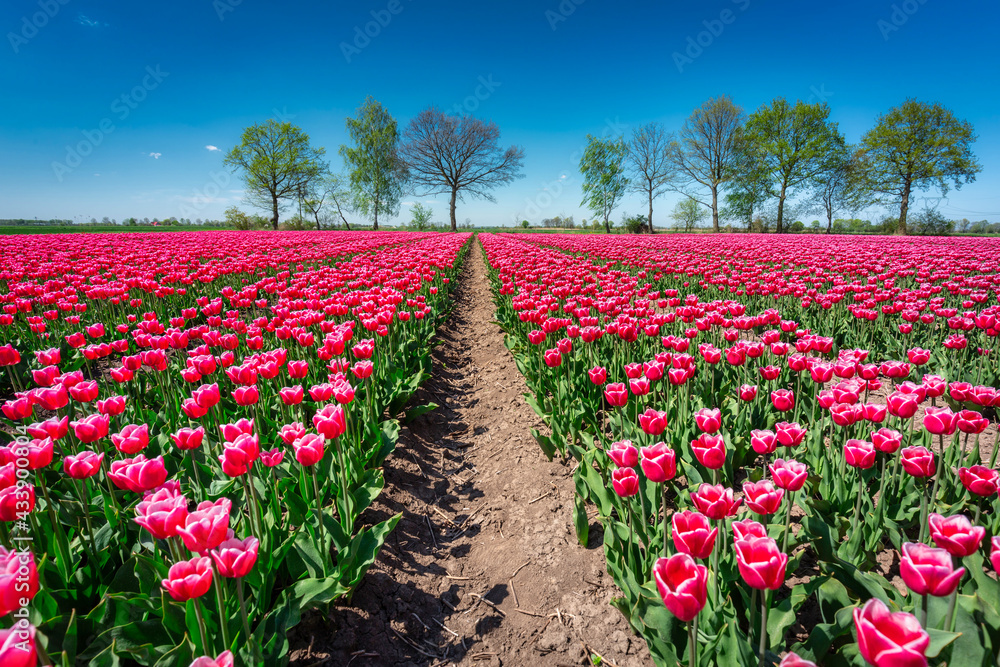 Beautiful blooming field of pink tulips in northern Poland