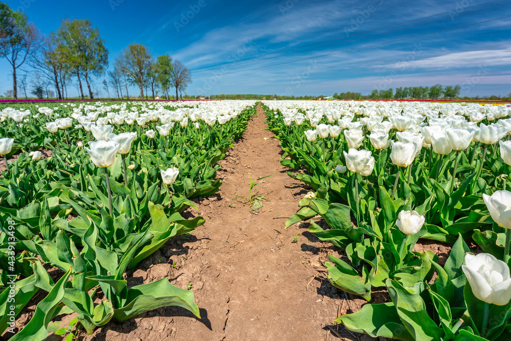 Beautiful blooming field of white tulips in northern Poland