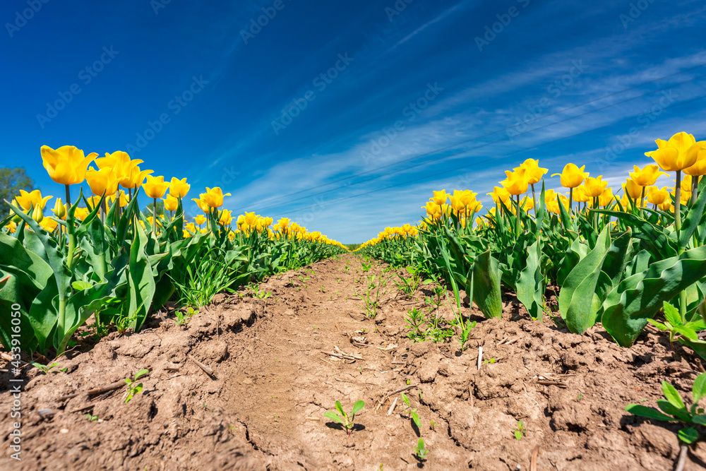 Beautiful blooming field of yellow tulips in northern Poland