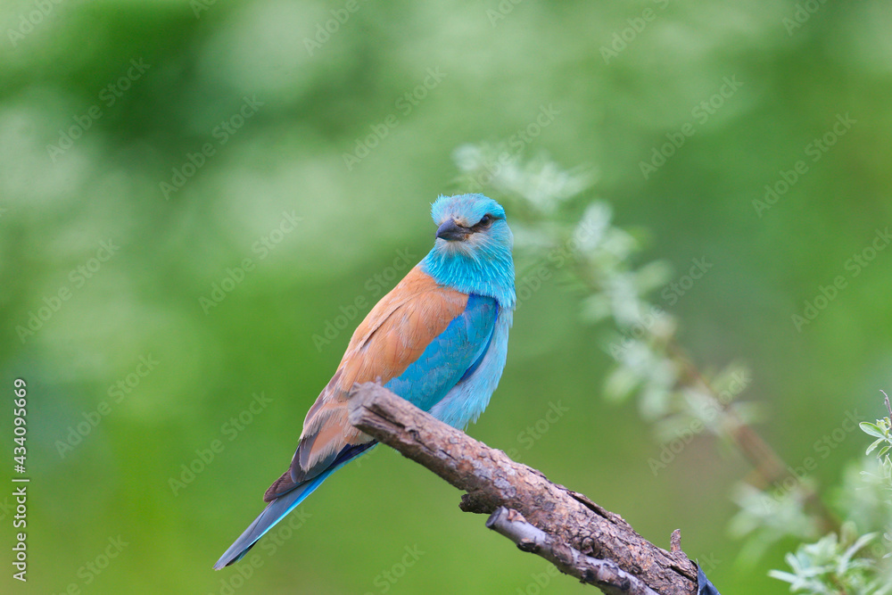 一只正在繁殖羽毛的欧洲滚轴（Coracias garulus）不同寻常的明亮特写照片aga