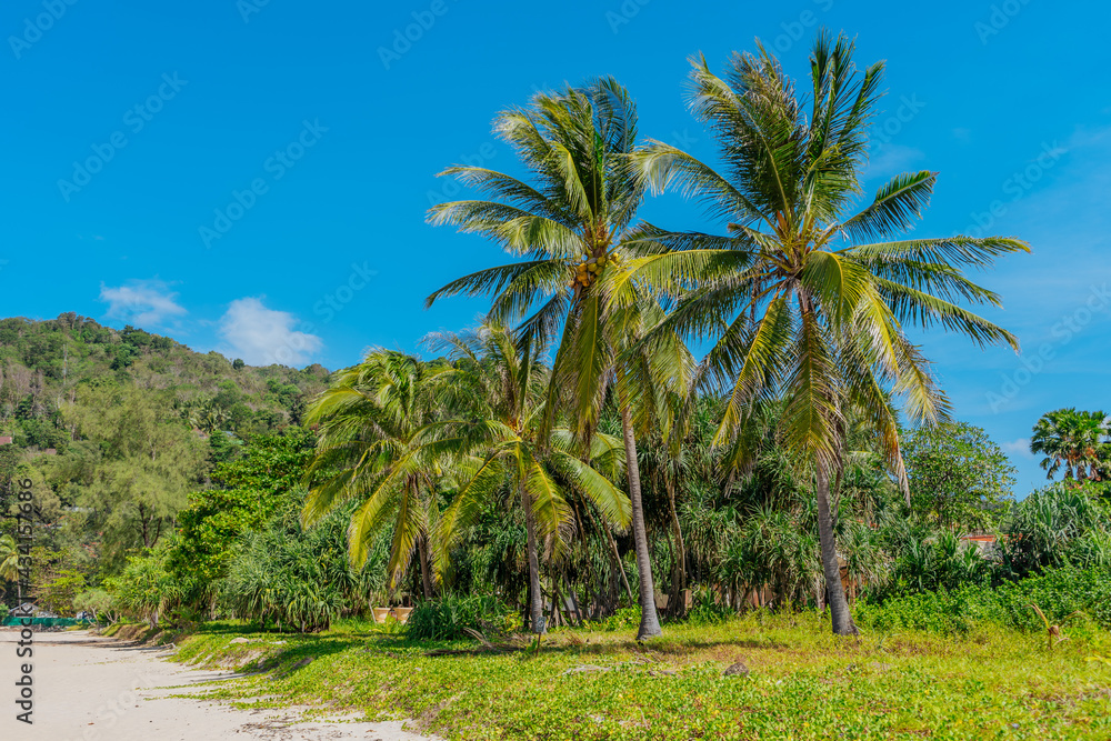 Green coconut palms against a bright blue sky. Summer vacation and nature travel adventure concept.