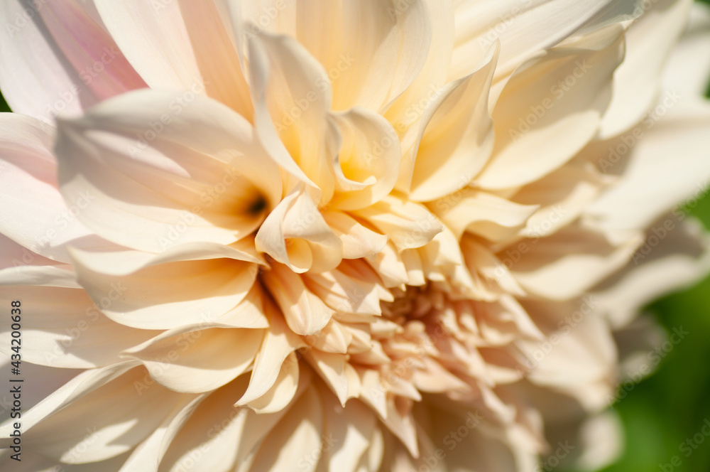 Peach dahlia under soft sunset light growing outside in open air district garden close up, macro