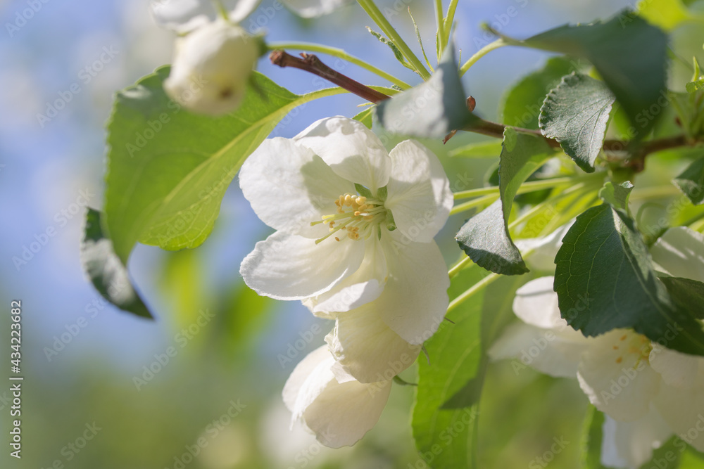 spring white flowers apple tree close up