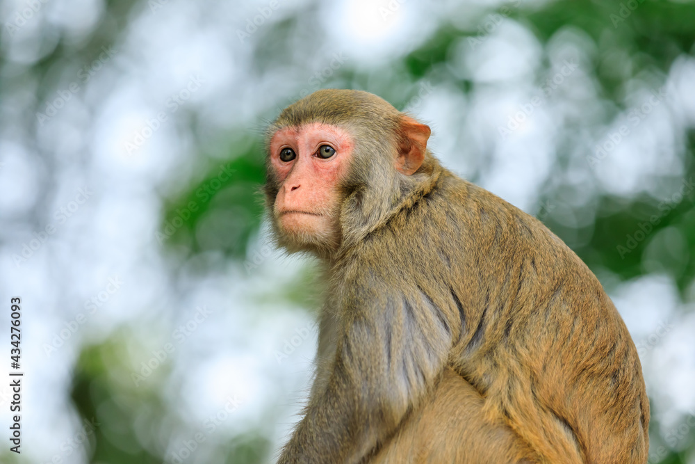 Close up portrait of a cute monkey.