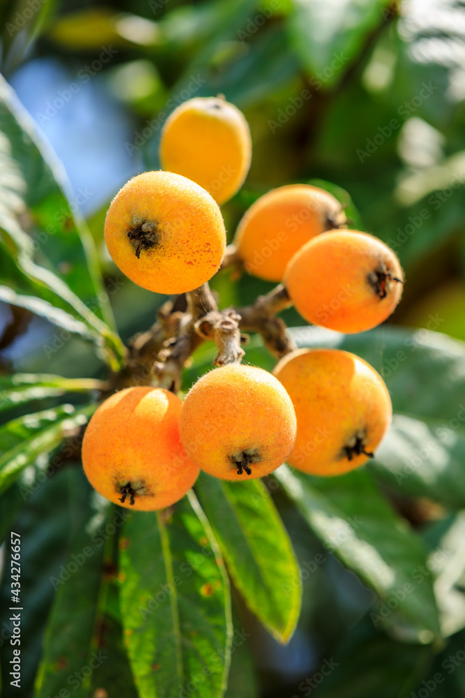 Ripe loquat fruit in the orchard.