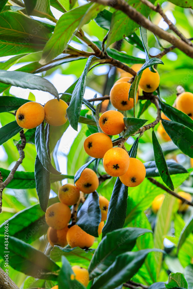 Ripe loquat fruit in the orchard.