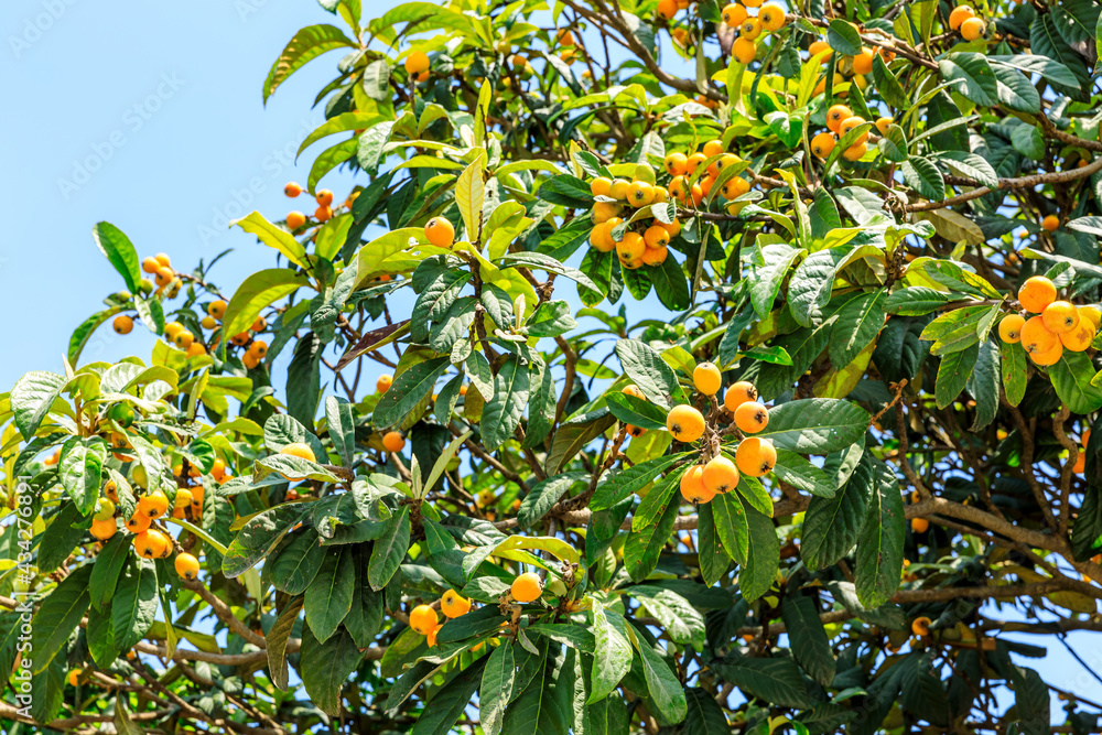 Ripe loquat fruit in the orchard.