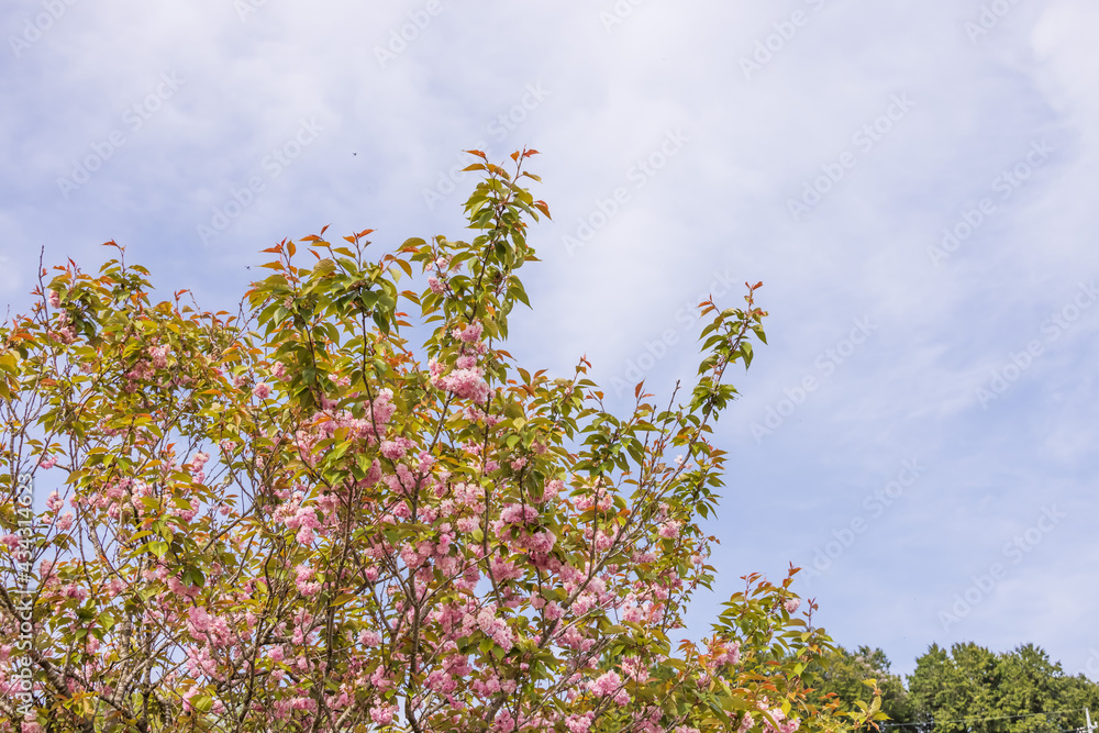 ピンク色の花びらが綺麗な満開の桜