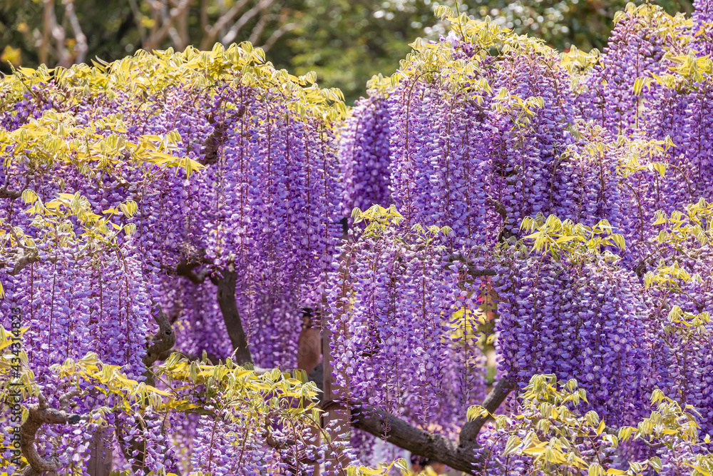 色が綺麗な瑞々しいフジの花