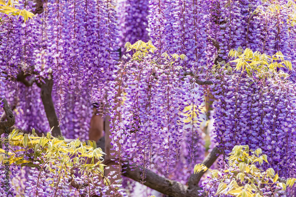 色が綺麗な瑞々しいフジの花