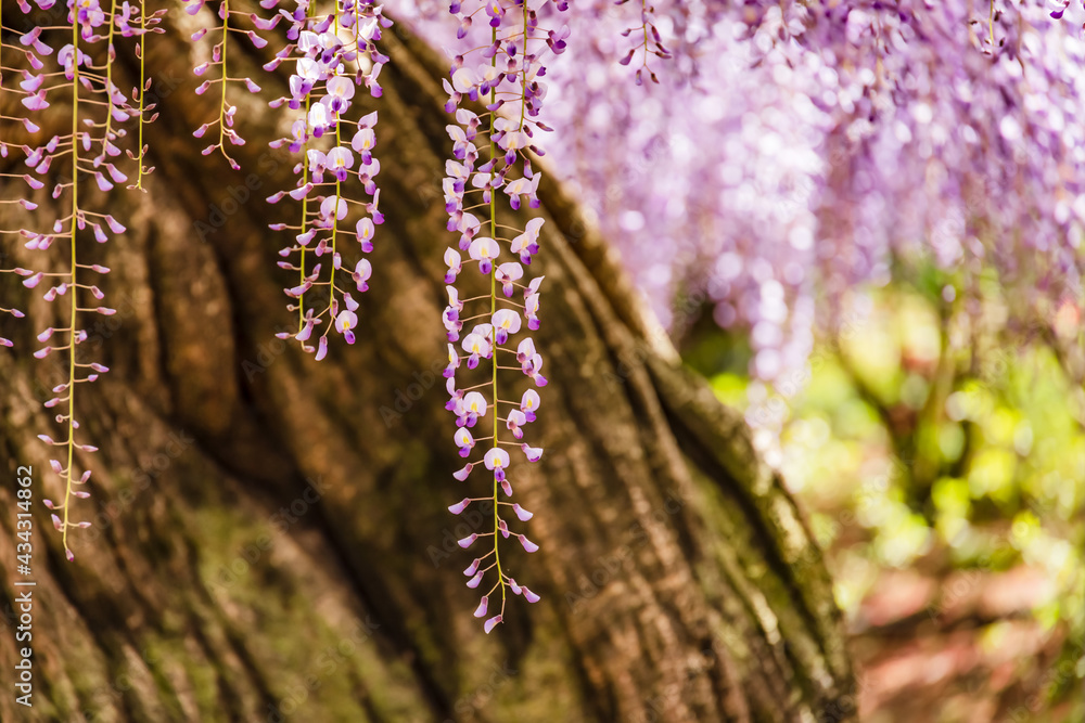 色が綺麗な瑞々しいフジの花