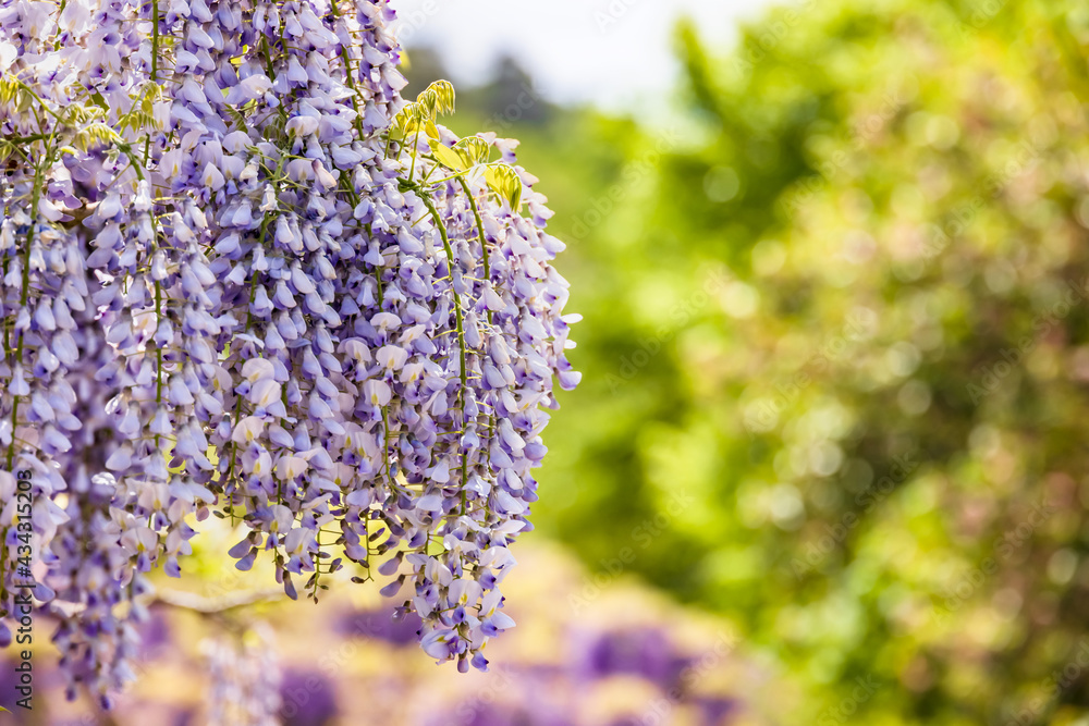 色が綺麗な瑞々しいフジの花