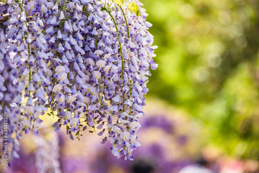 色が綺麗な瑞々しいフジの花