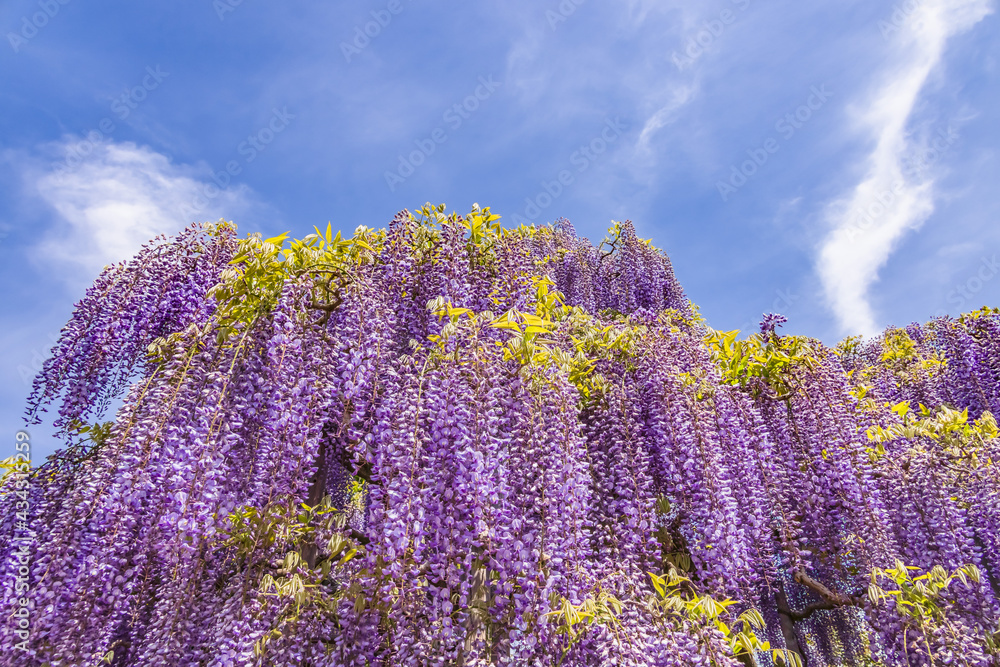 色が綺麗な瑞々しいフジの花