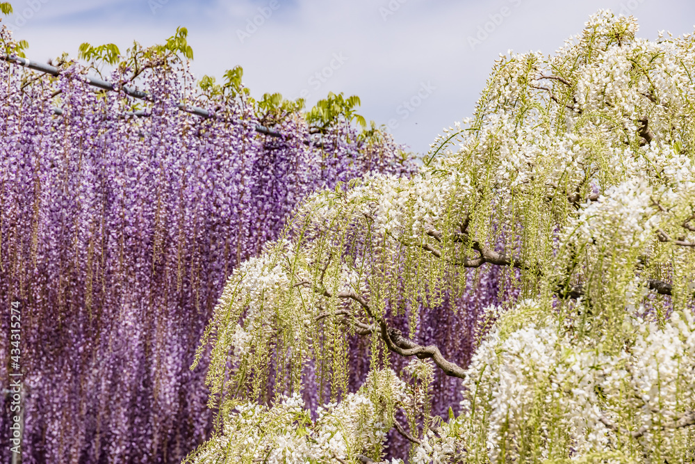 色が綺麗な瑞々しいフジの花