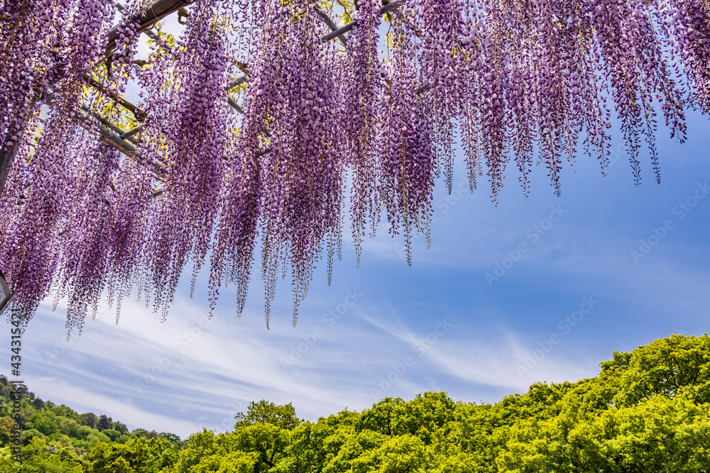 色が綺麗な瑞々しいフジの花