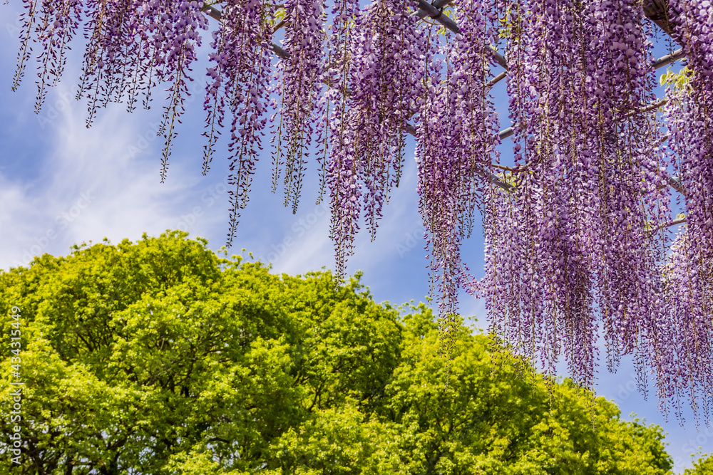 色が綺麗な瑞々しいフジの花