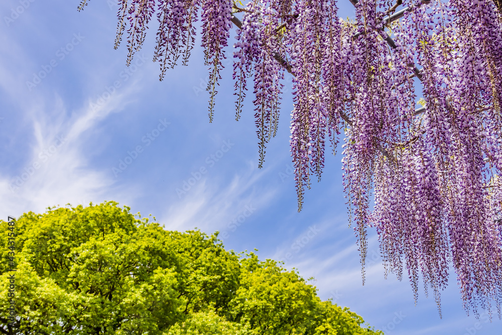 色が綺麗な瑞々しいフジの花