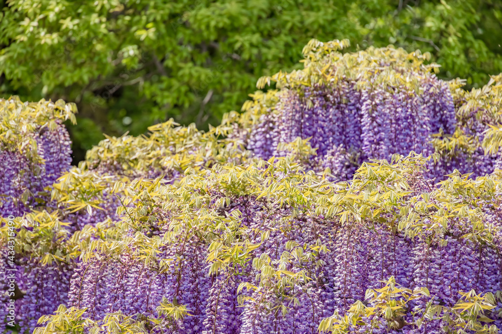 色が綺麗な瑞々しいフジの花