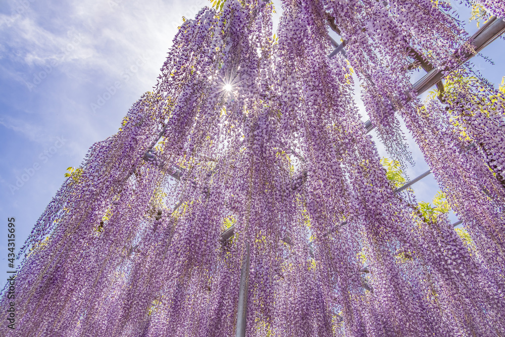 色が綺麗な瑞々しいフジの花