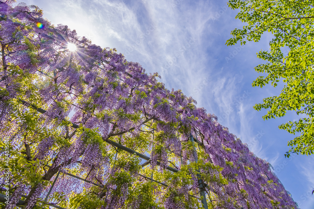 色が綺麗な瑞々しいフジの花