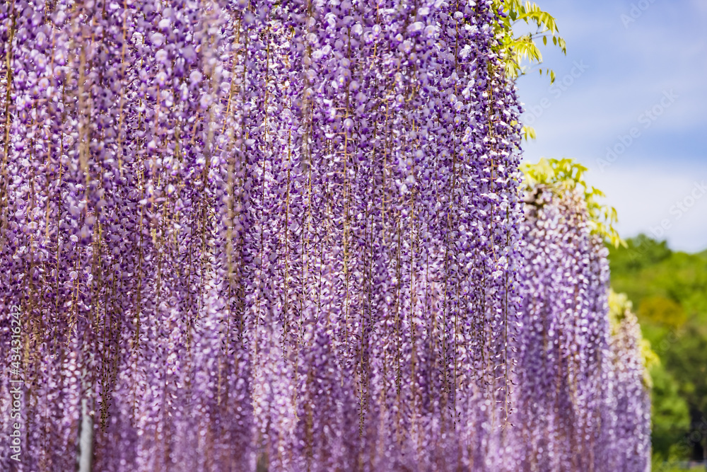 色が綺麗な瑞々しいフジの花