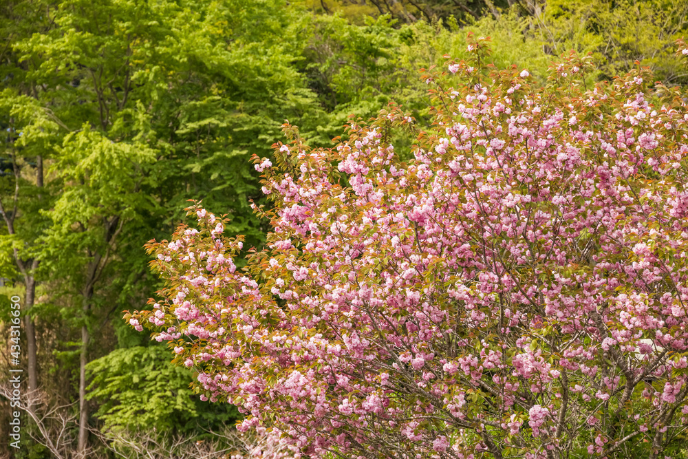 ピンク色の花びらが綺麗な満開の桜