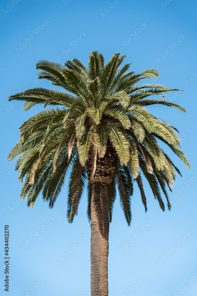 Palm Trees In Barcelona City, Spain