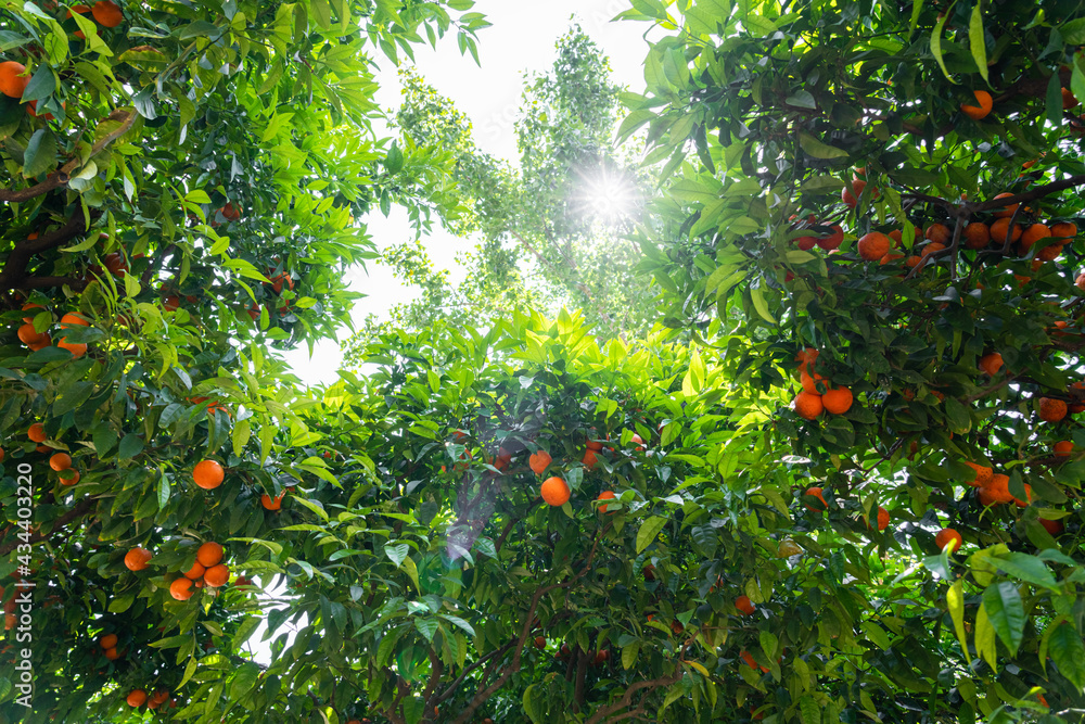 Orange Trees In Barcelona City, Spain