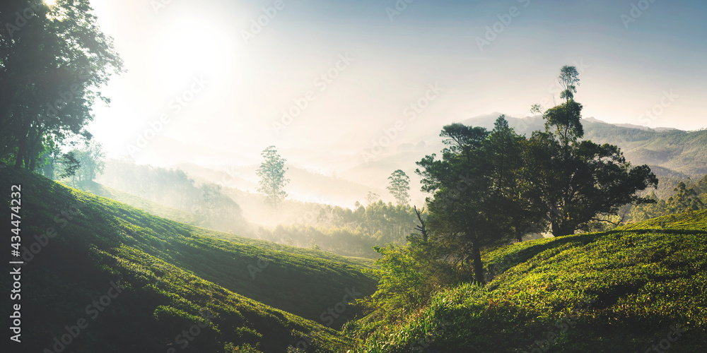 日出时美丽的茶园全景。印度凯雷拉。