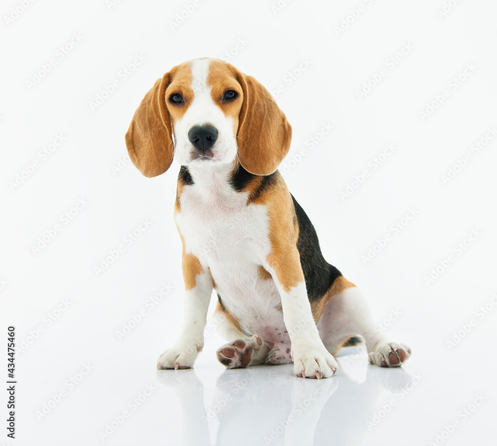 Beagle dog sitting with white background