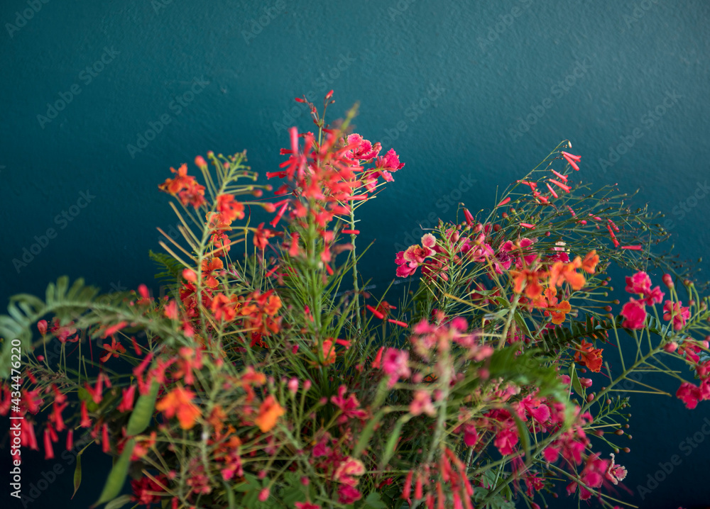 美丽的花朵多彩的花朵背景