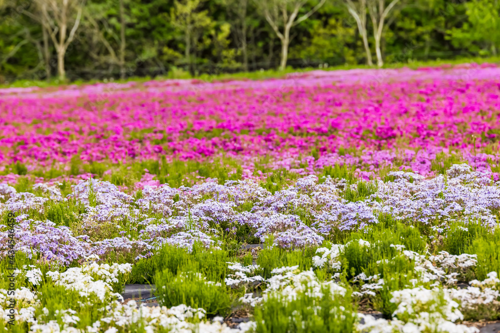 カラフルで綺麗な瑞々しい芝桜