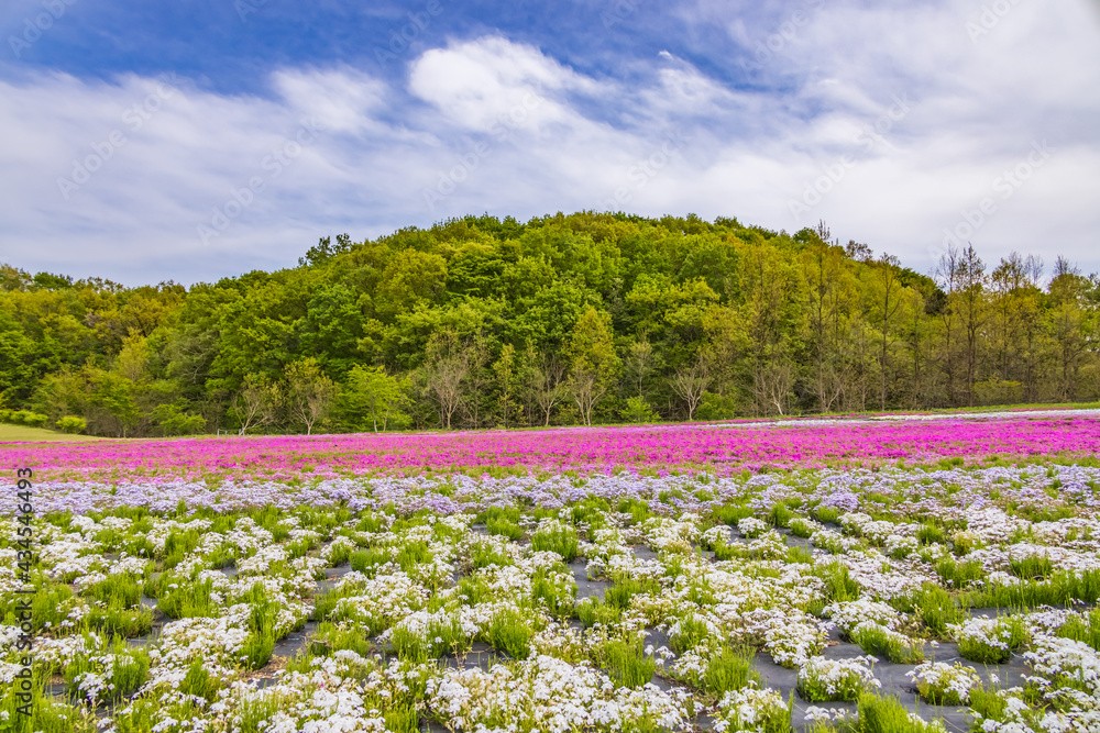 カラフルで綺麗な瑞々しい芝桜