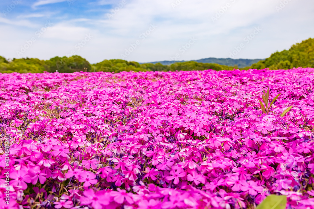 カラフルで綺麗な瑞々しい芝桜