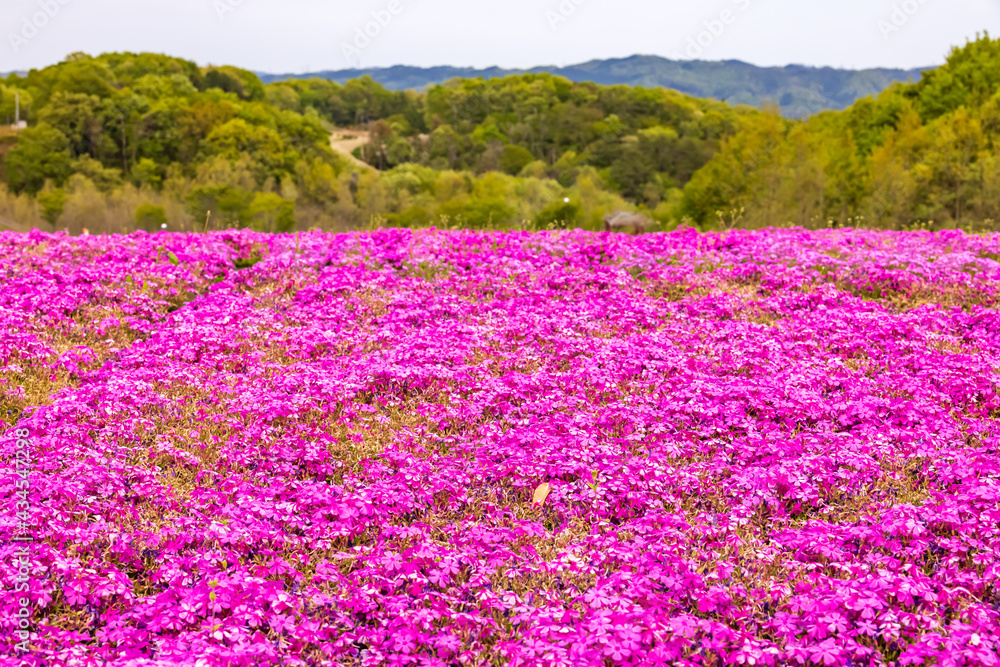 カラフルで綺麗な瑞々しい芝桜