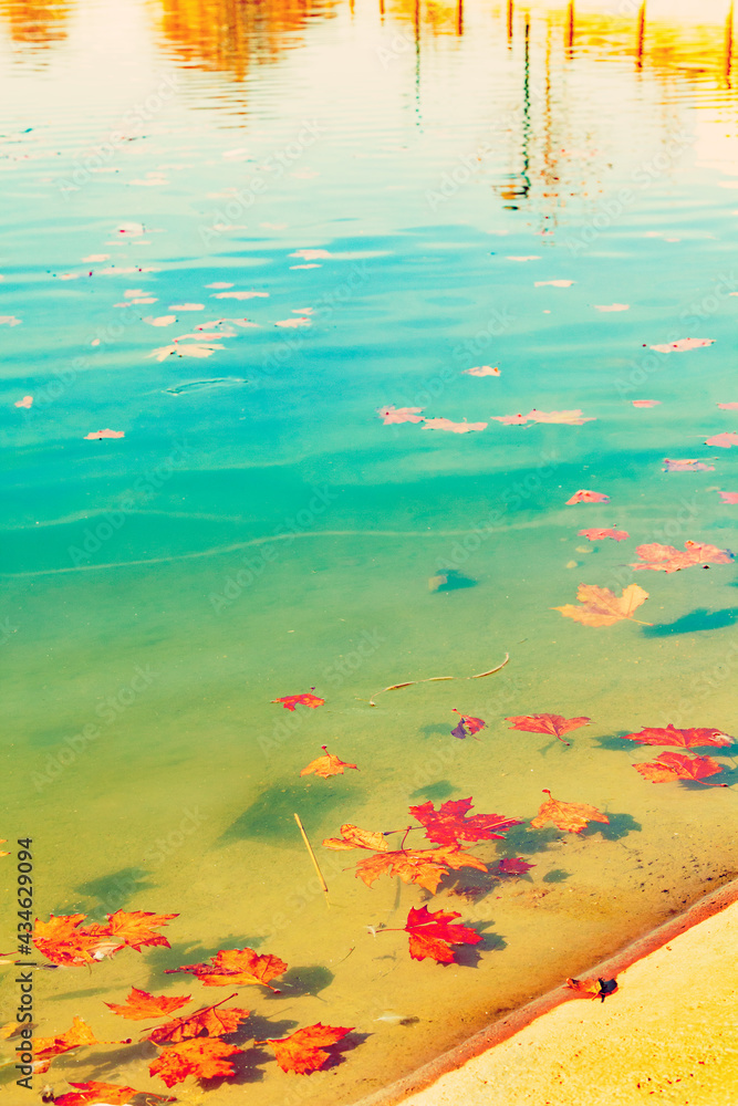 Hojas de haya otoñales. Paisaje otoñal de bosque, lago y agua.