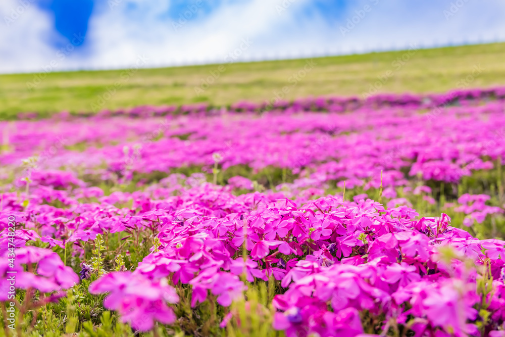 カラフルで綺麗な瑞々しい芝桜