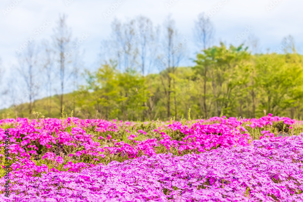 カラフルで綺麗な瑞々しい芝桜