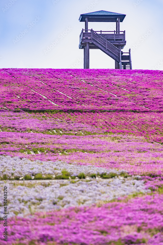 カラフルで綺麗な瑞々しい芝桜