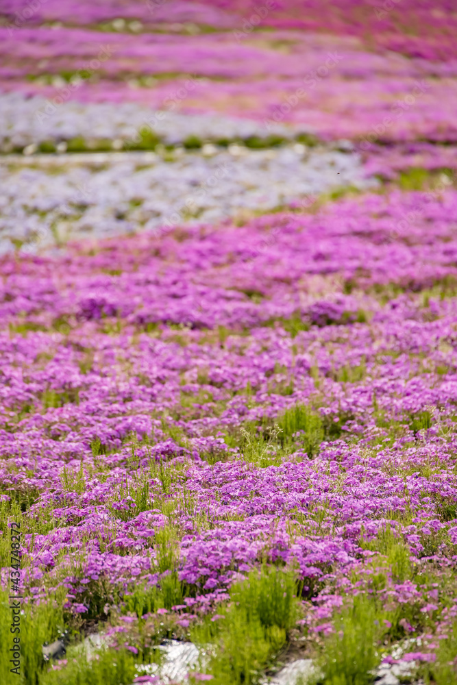 カラフルで綺麗な瑞々しい芝桜