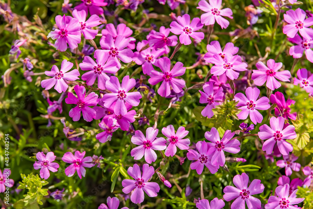 カラフルで綺麗な瑞々しい芝桜