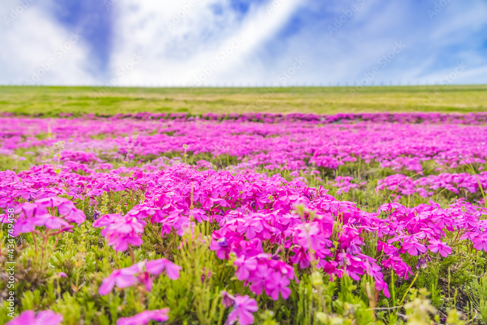 カラフルで綺麗な瑞々しい芝桜